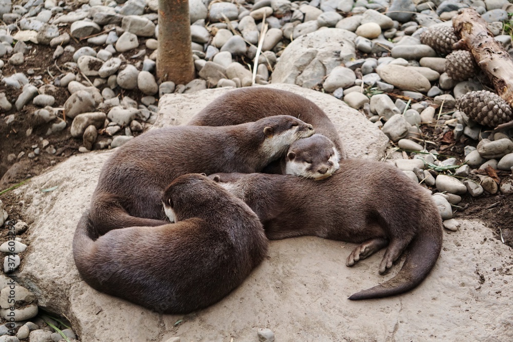 Naklejka premium family of Otters sleeping on a large rock.