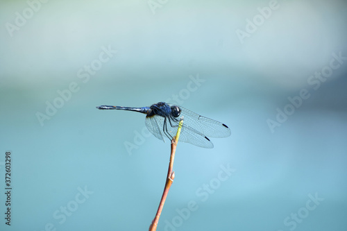 Nature, Wild And Animals