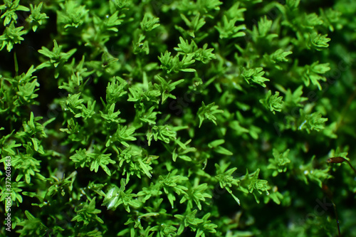 Nature, Wild And Animals