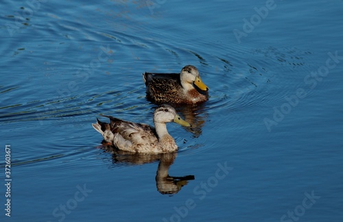 animalia fauna habitam corpos d´água como margens de rios, lagos, pantanais e áreas alagadas familia Anatidae ave pato photo