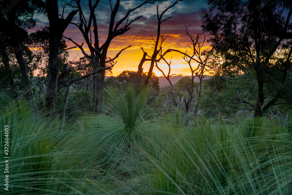 Obraz premium Sunset at forest with nice Sky and branches