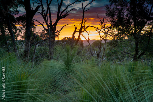 Sunset at forest with nice Sky and branches