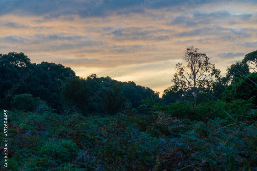 Sunset at forest with nice Sky and branches