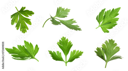 Set with green parsley leaves on white background. Banner design