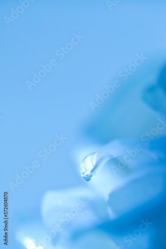 Obraz na płótnie A close up shot of a drop of water on white rose petal on blue background. w salonie