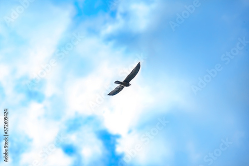 the silhouette of an eagle in the distance in the sky among the blue sky and clouds