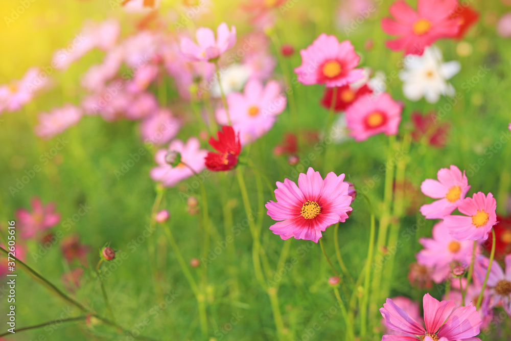 Pink and Red cosmos flower blooming in the summer garden field with rays of sunlight in nature