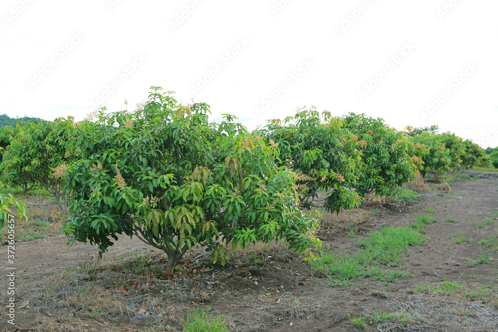 Growing Mango field in valley of Thailand Growing Mango field in valley of Thailand