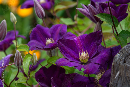 Deep purple clematis blooming in a garden  as a nature background 