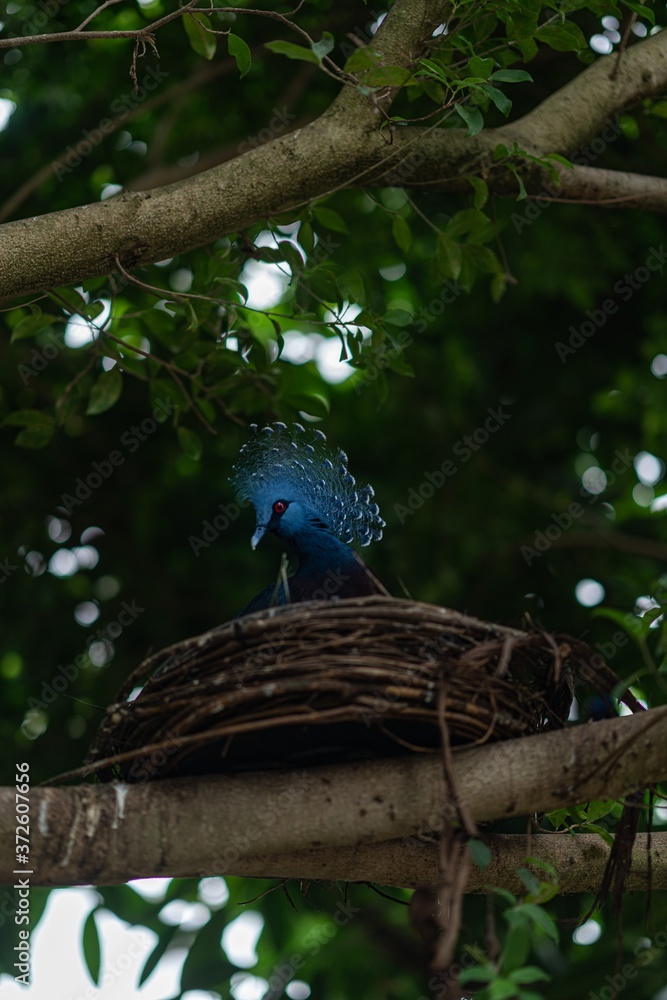 Fototapeta premium Birds 