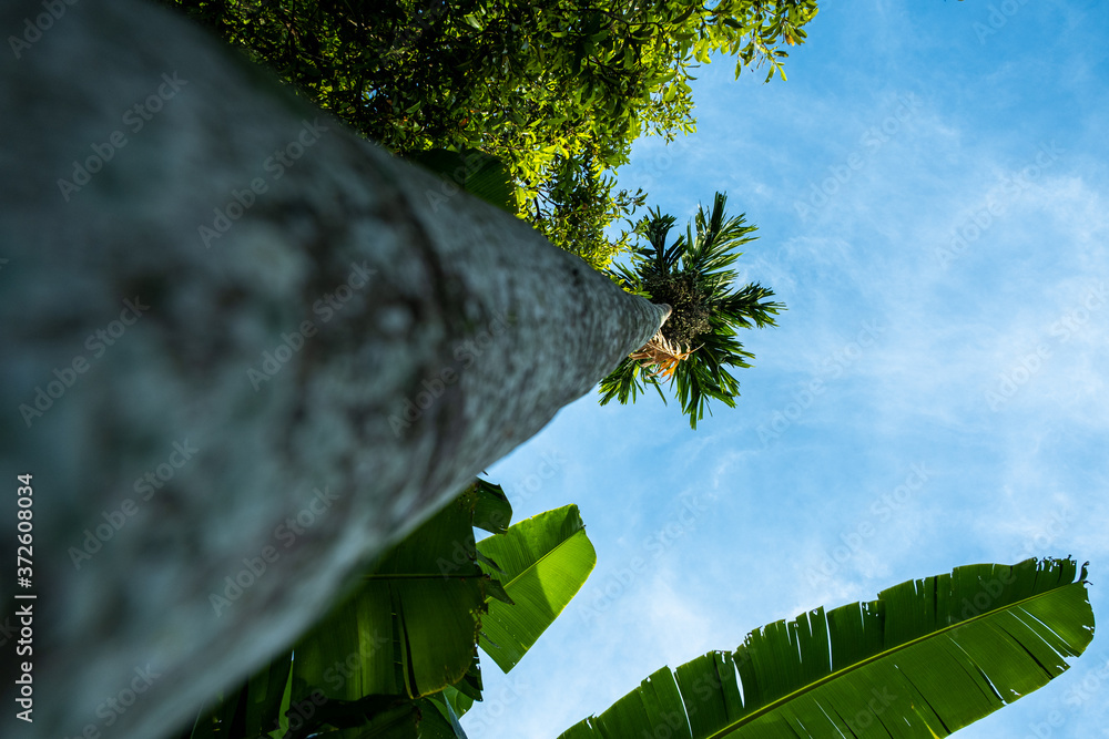 Areca catechu is a species of palm which grows in much of the tropical ...