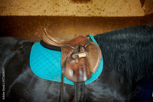 Comfortable brown saddle with billet straps under blue saddle tree on warm blooded black stallion with smooth skin covering standing near concrete wall with blots in stabling photo