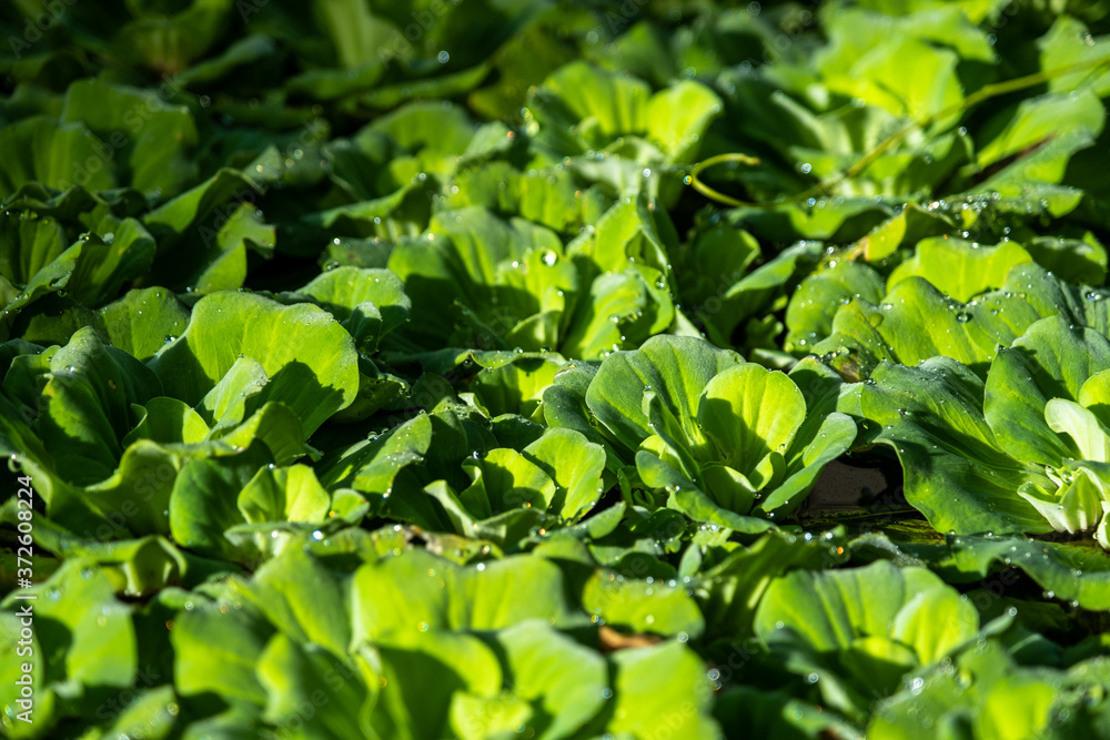 Close up floating water lettuce, Pistia stratiotes Linnaeus plant, Low key Close up floating water lettuce, Pistia stratiotes Linnaeus plant, Low key