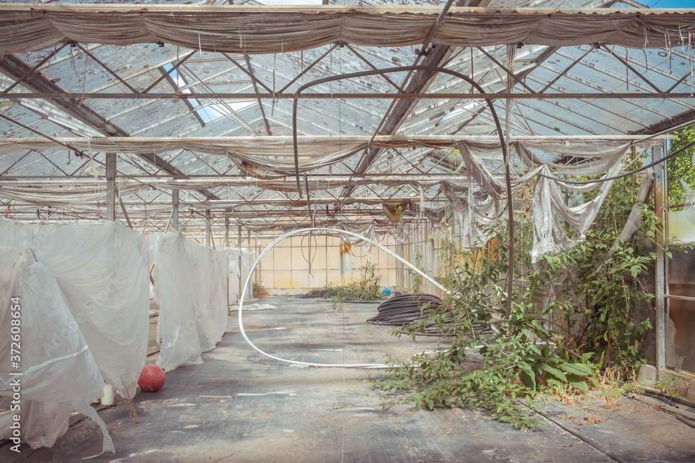 Various wild plants growing in shabby neglected hothouse with dirty roof and glass walls Various wild plants growing in shabby neglected hothouse with dirty roof and glass walls