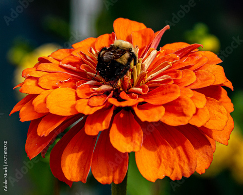 Bee on a Zinnia photo