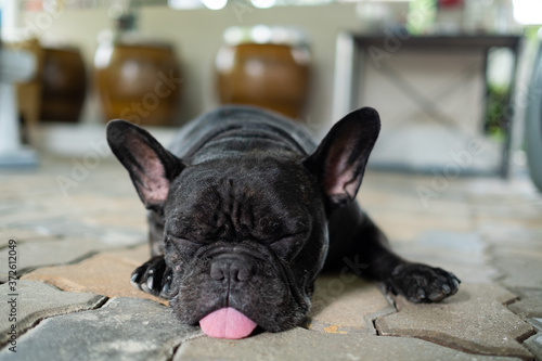 french bulldog sleeping on ground with blur background 