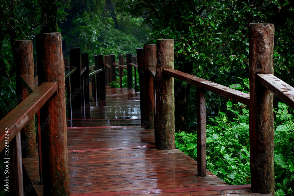 walking path in mountain evergreen forest chiangmai thailand walking path in mountain evergreen forest chiangmai thailand