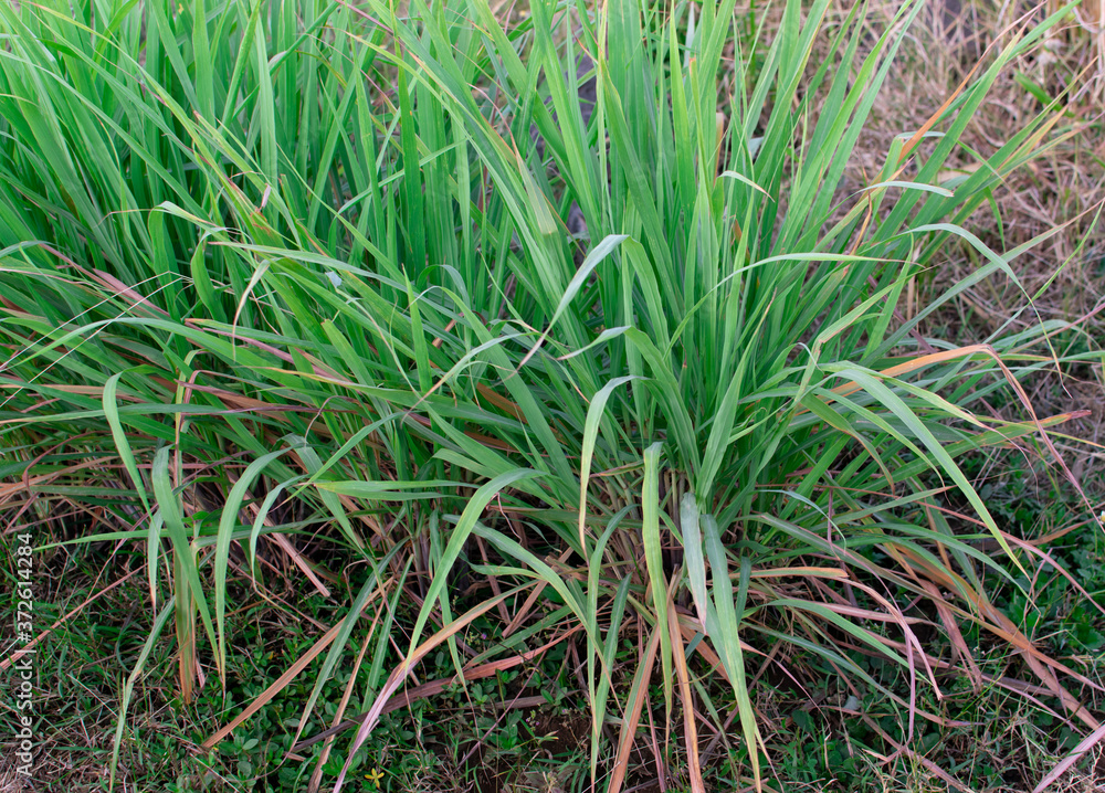lemongrass plant is a tropical island plant lemongrass plant is a tropical island plant
