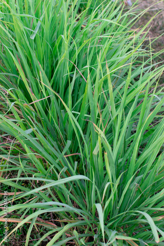 lemongrass plant is a tropical island plant