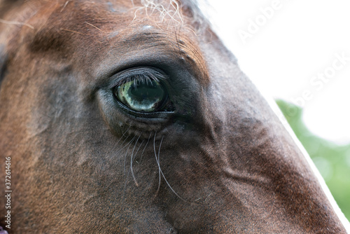American Paint Horse mare with blue eyes close up © Tanya