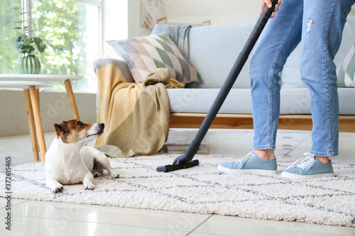 Obraz na plátně Owner of cute dog cleaning carpet at home