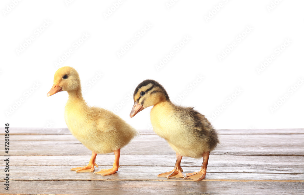 Cute ducklings on table against white background Cute ducklings on table against white background