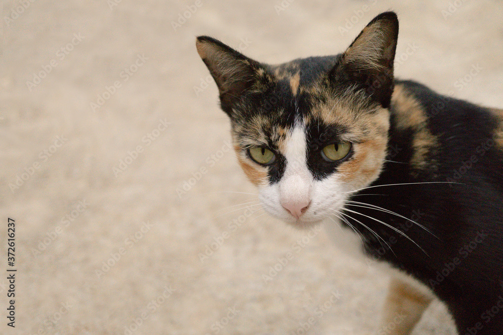 Brown ,white  and  black  three color thailand cat