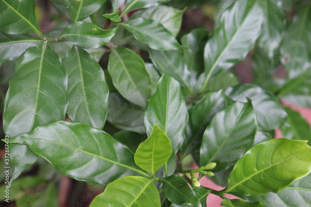Obraz premium Tropical Green leaves. Summer. Green leaf