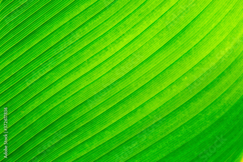 Nature green banana leaf texture for background image