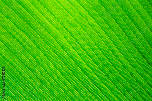 Obraz na płótnie Nature green banana leaf texture for background image w salonie