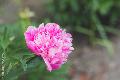 Georgeous peony in a full bloom.Summer blossoming delicate peony buds, blooming peonies flowers, pastel and soft floral card, selective focus, toned.Beds with peonies in a summer garden.