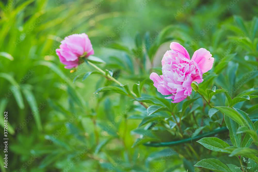 Georgeous peony in a full bloom.Summer blossoming delicate peony buds, blooming peonies flowers, pastel and soft floral card, selective focus, toned.Beds with peonies in a summer garden.