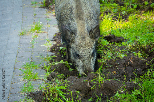 Wild boar dugging up in the soil