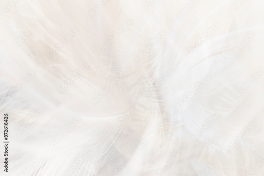 Obraz premium Macro photo of beautiful softness white feathers vintage texture line background. 