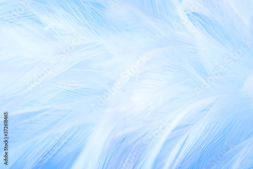 Macro photo of beautiful softness blue feathers vintage texture line background. 