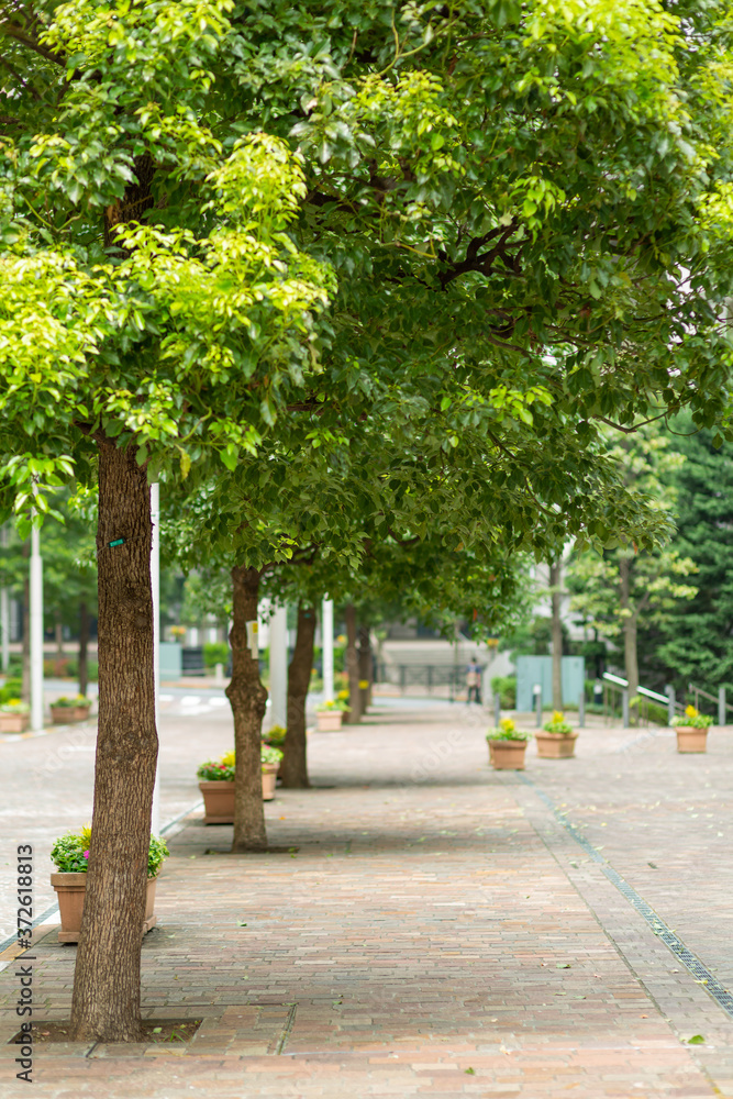 sidewalk and row of trees in italian street in tokyo, japan