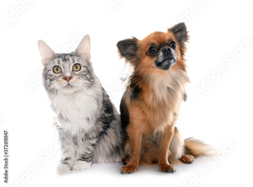 long hair chihuahua and maine coon