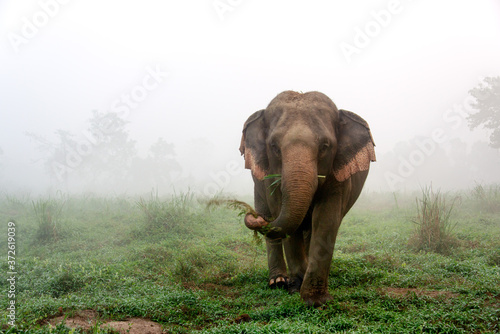 Golden Triangle Asian Elephant Camp, Chiang Rai