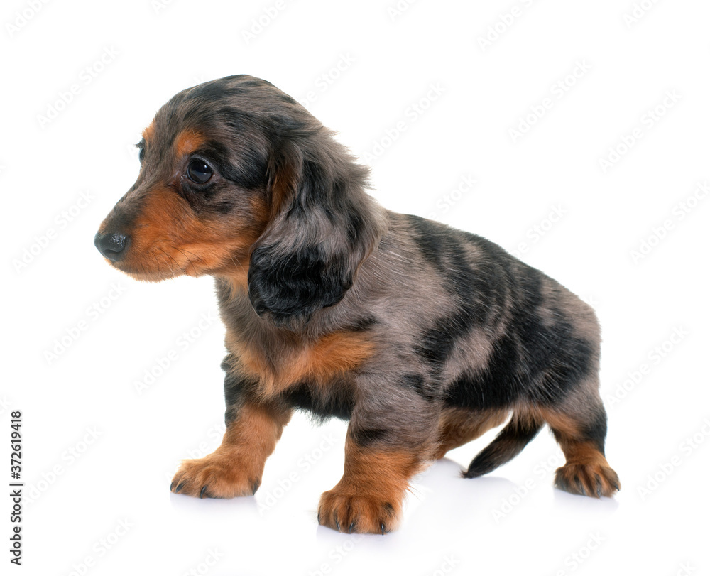 puppy dachshund  in studio