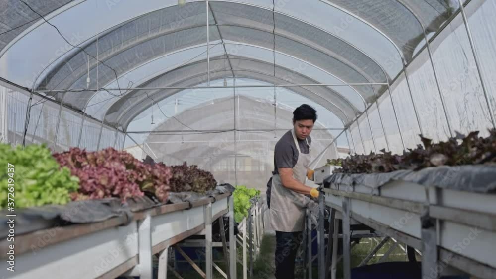organic vegetables in plant,Hydroponic vegetables growing in greenhouse. organic vegetables in plant,Hydroponic vegetables growing in greenhouse.