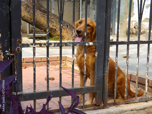 view of golden retriever sitting calm