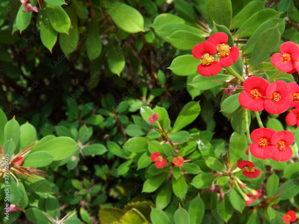 Obraz premium close up of small red flowers
