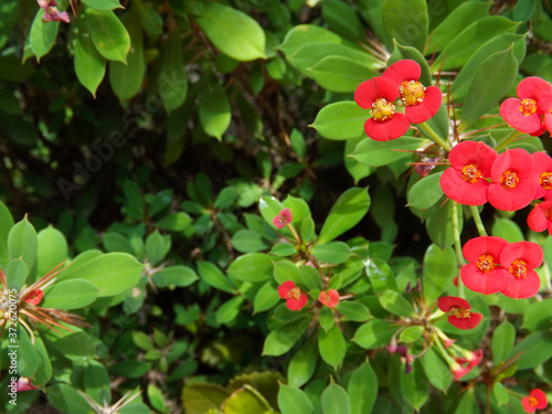 close up of small red flowers