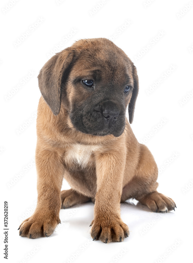 puppy cane corso