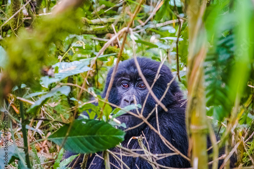 Gorilla of the Kwitonda group observing through the trees on the slope of Gahinga volcano in Rwanda
