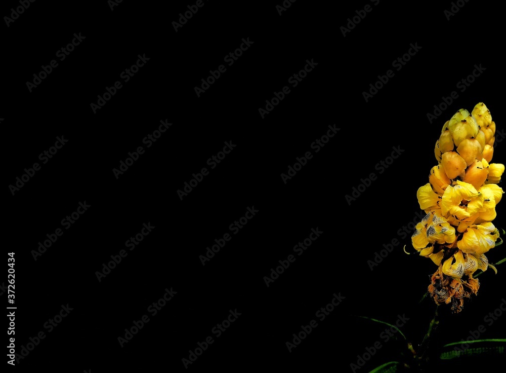 yellow flowers on black background