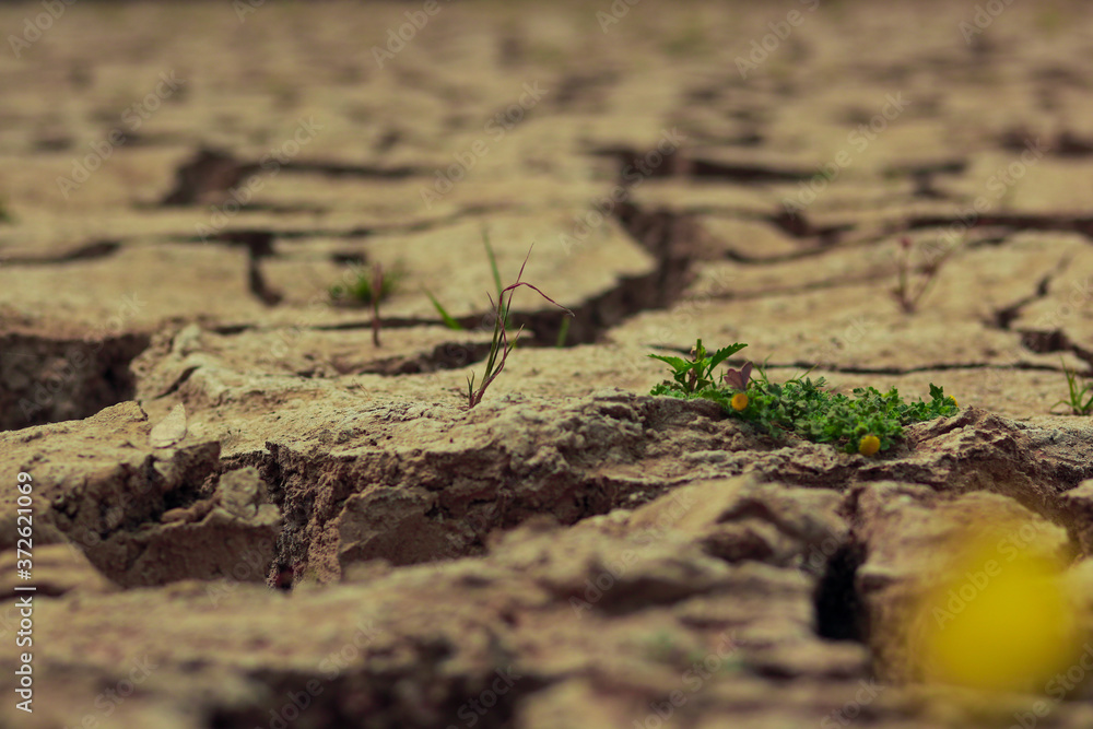Agriculture Agriculture