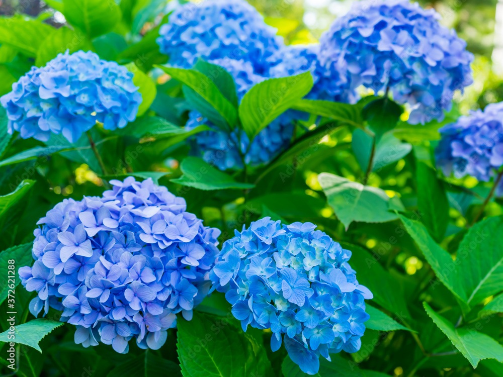 Inflorescences of blue hydrangea in the garden Inflorescences of blue hydrangea in the garden
