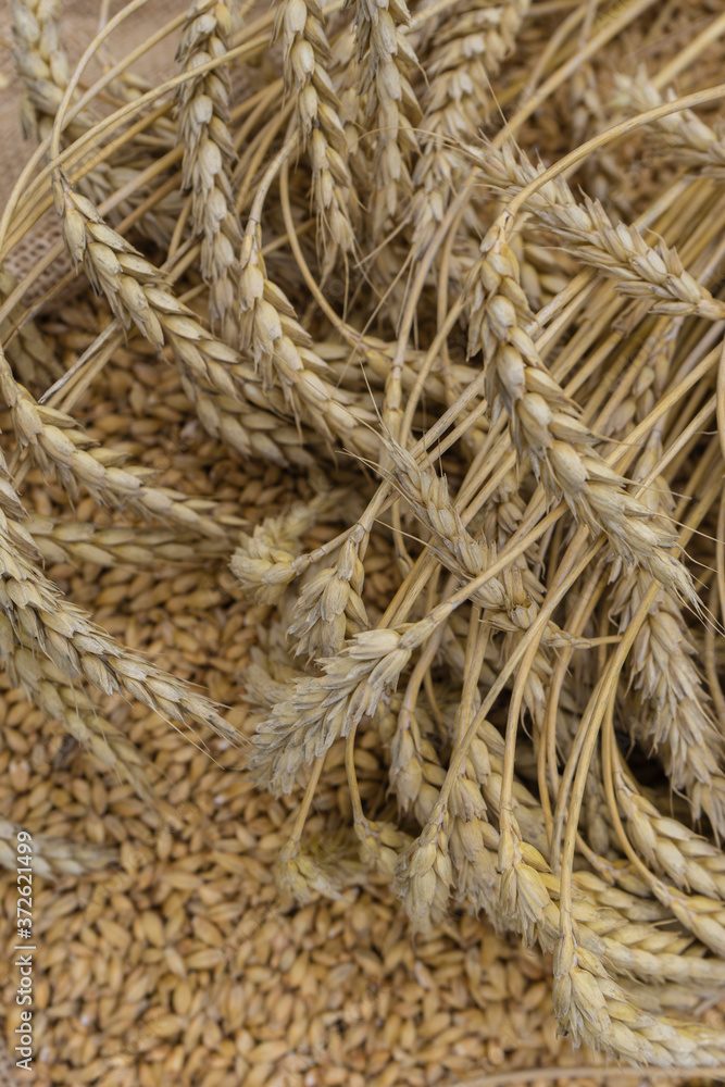 Ears of barley on a background of barley grains