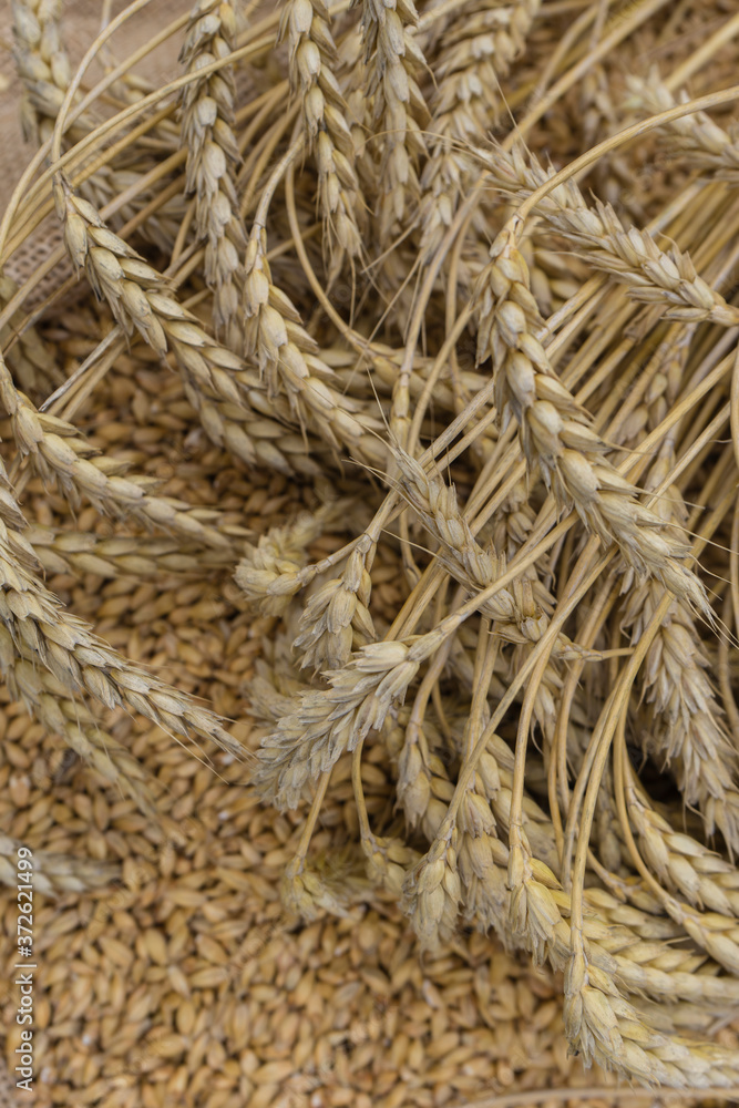 Ears of barley on a background of barley grains Ears of barley on a background of barley grains
